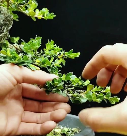 盆景矮霸的培育方法是什么？有哪些技巧？
