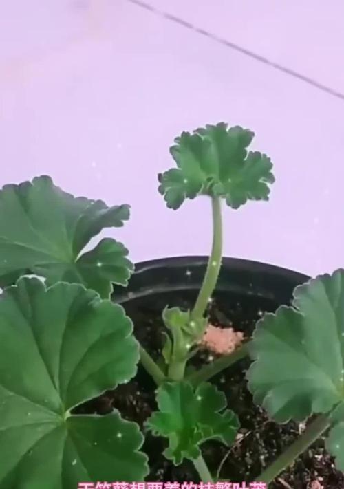 天竺葵苗蔫了怎么回事？如何恢复？