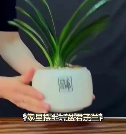 君子兰砖土壤施肥的最佳实践是什么？
