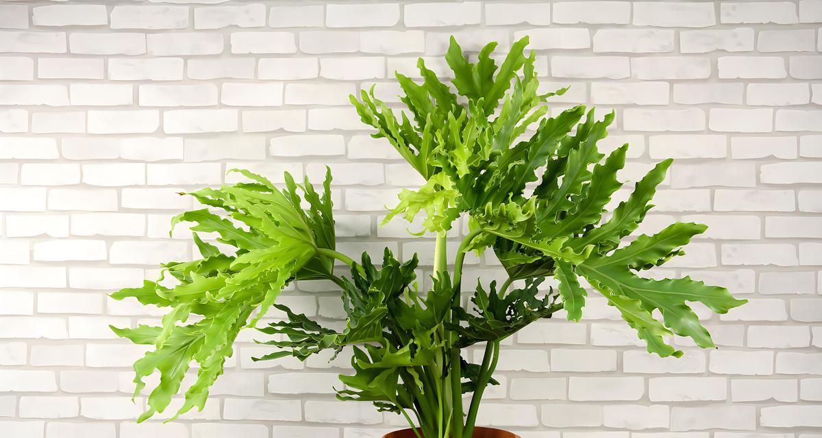白眉植物的正确浇水方法是什么？