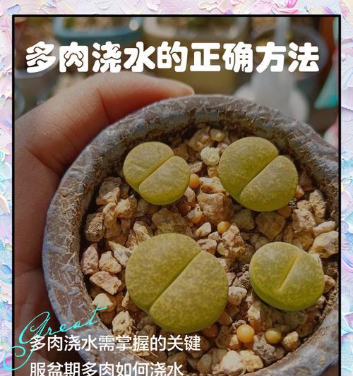 白眉植物的正确浇水方法是什么？