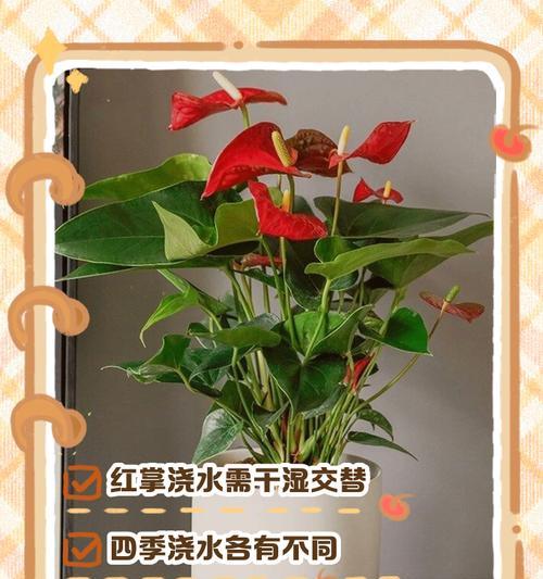 白眉植物的正确浇水方法是什么？
