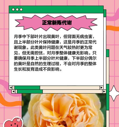 月季缺氮叶子发黄？如何正确施肥？