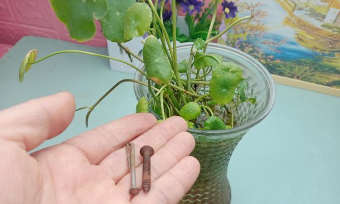 水培植物叶子尖发黄干枯怎么解决？