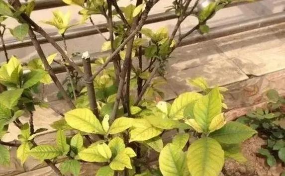水培植物叶子尖发黄干枯怎么解决？