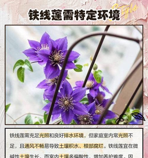 春天铁线莲只有一个芽点的应对措施是什么？