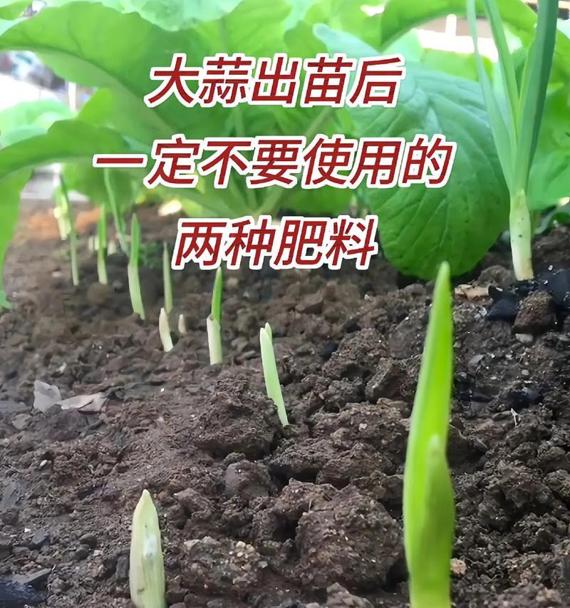 播种时要下什么肥料？