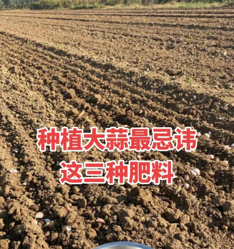 播种时要下什么肥料？