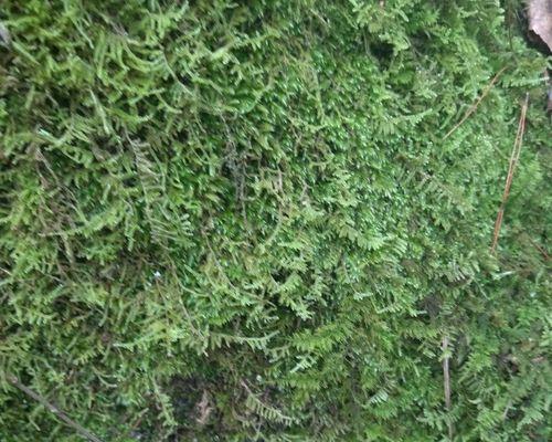 盆景水苔铺面固定方法是什么？