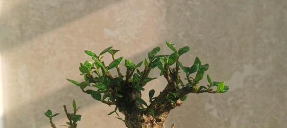 盆景水苔铺面固定方法是什么？