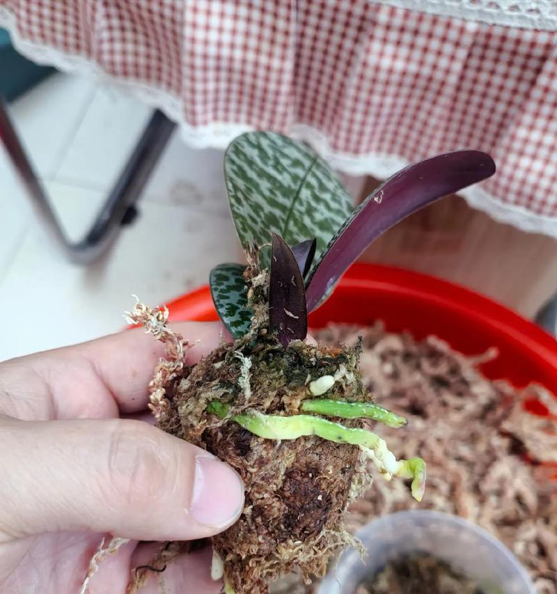 盆景水苔铺面固定方法是什么？