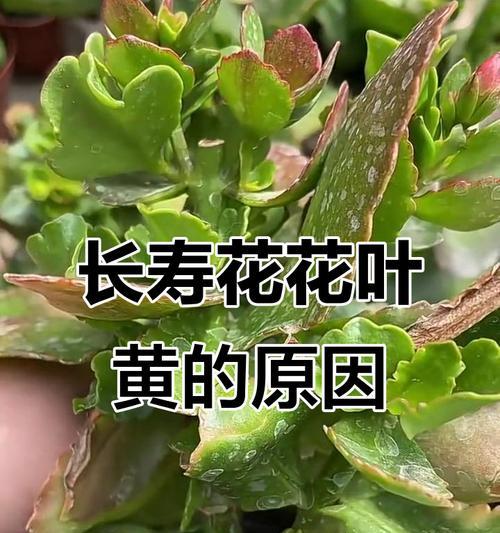 花卉叶子发黄掉落的原因是什么？