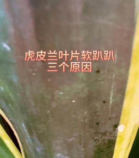 花卉叶子发黄掉落的原因是什么？