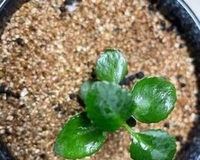 如何在家自制液氮肥料？有哪些步骤和注意事项？