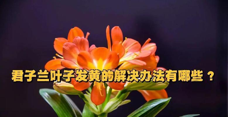 君子兰黄叶的原因是什么？如何解决？