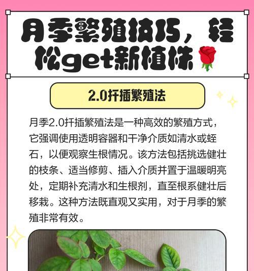 月季分株后的正确护理方法是什么？