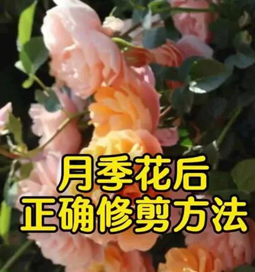 月季分株后的正确护理方法是什么？