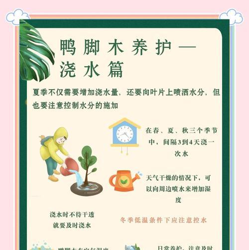 鸭掌木浇水技巧有哪些？如何正确给鸭掌木浇水？