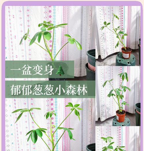 鸭掌木浇水技巧有哪些？如何正确给鸭掌木浇水？