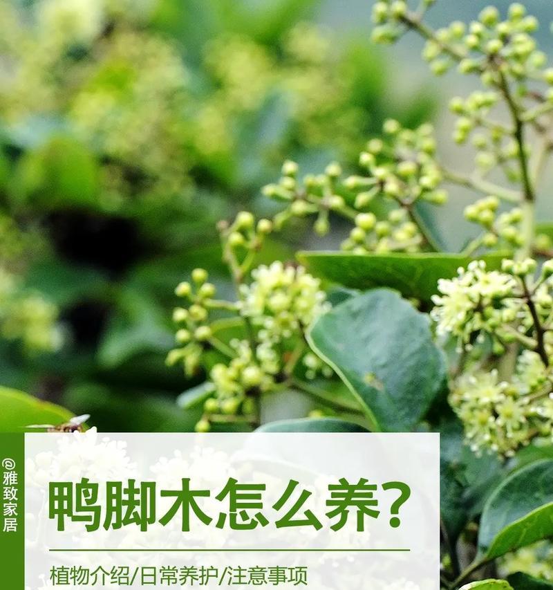 鸭掌木浇水技巧有哪些？如何正确给鸭掌木浇水？