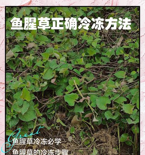 鱼腥草冬季种植的施肥方法是什么？