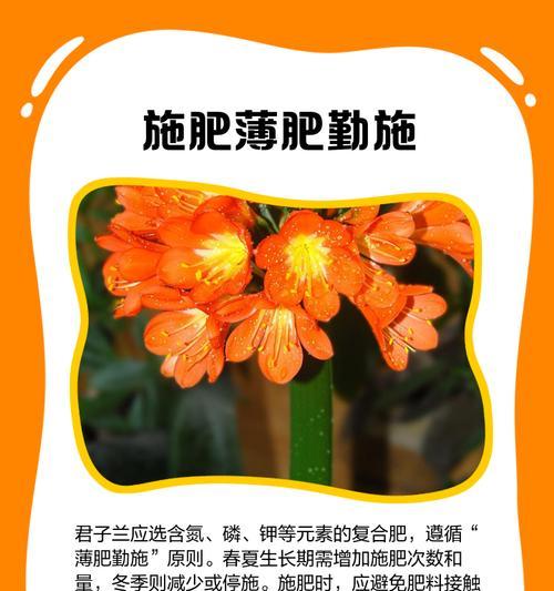 微酸土壤中君子兰的施肥技巧是什么？
