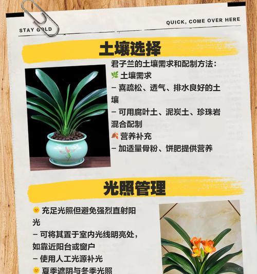 微酸土壤中君子兰的施肥技巧是什么？