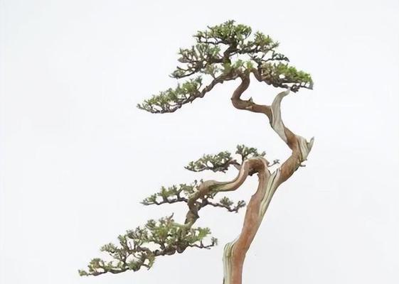 文人盆景叠枝的制作技巧是什么？