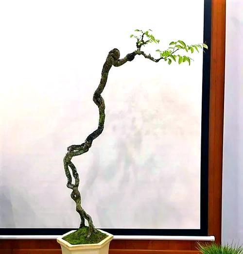 文人盆景叠枝的制作技巧是什么？