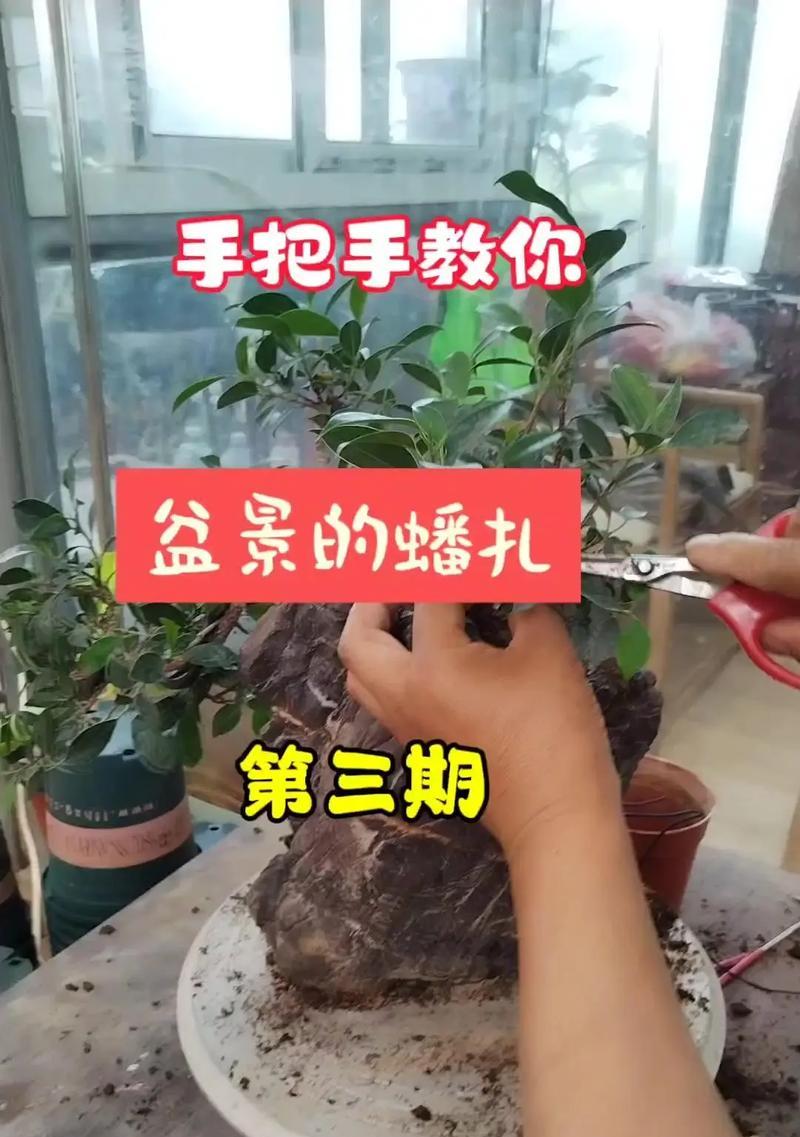 文人盆景叠枝的制作技巧是什么？