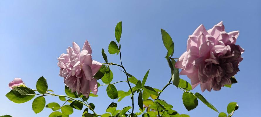 蓝色阴雨月季花如何区分？有哪些特征？