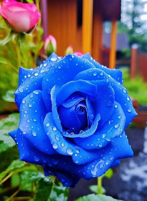 蓝色阴雨月季花如何区分？有哪些特征？