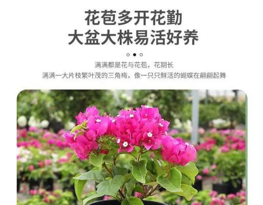 三角梅文人修剪的最佳方法是什么？