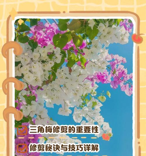 三角梅文人修剪的最佳方法是什么？