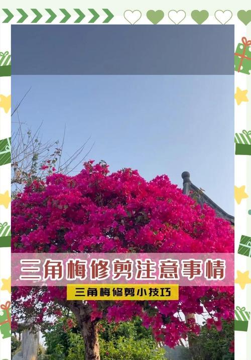 三角梅文人修剪的最佳方法是什么？