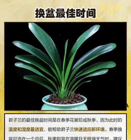 君子兰盆子太浅会带来哪些问题？