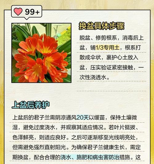 君子兰盆子太浅会带来哪些问题？