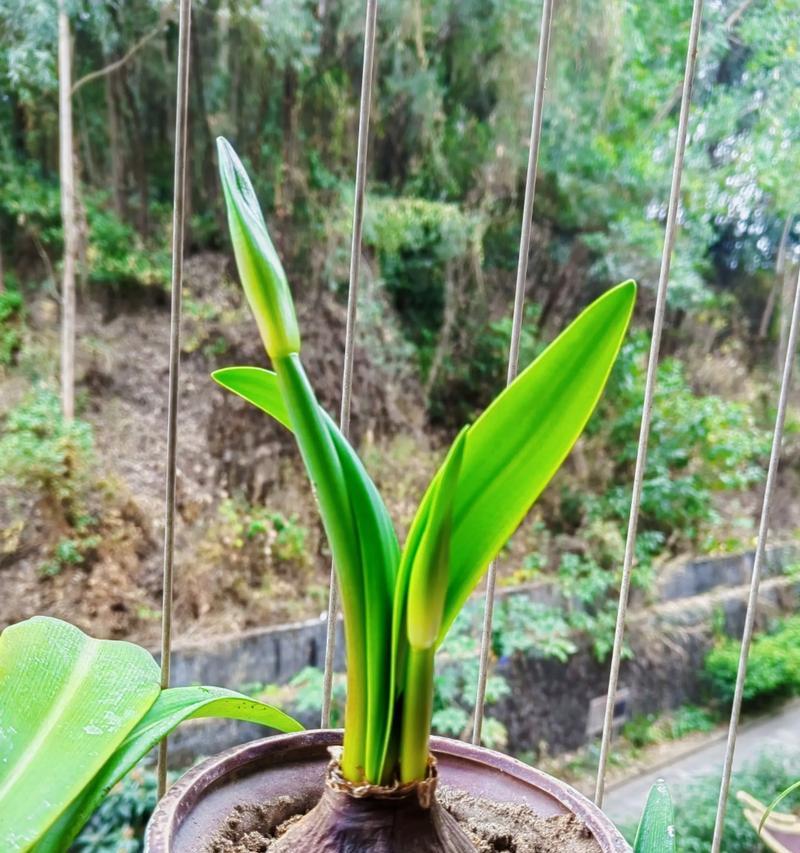 朱顶红球茎不长花苞的原因是什么？