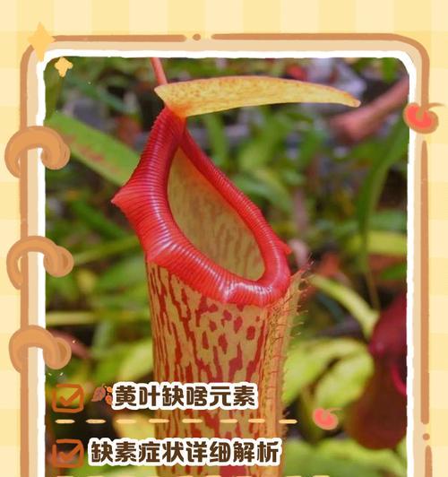 未开花植物叶子发黄的处理方法是什么？