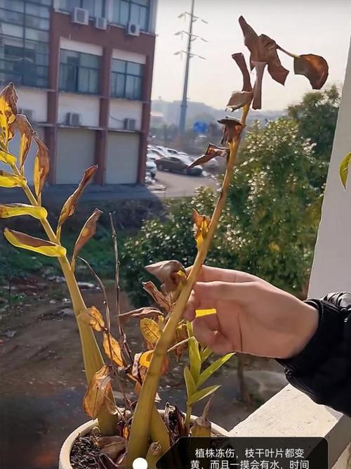 未开花植物叶子发黄的处理方法是什么？