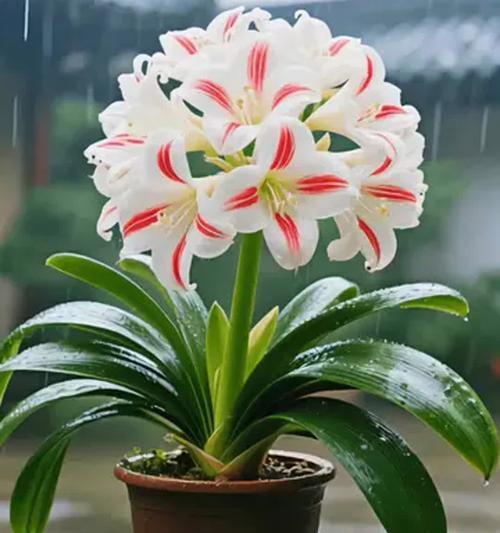 君子兰在木头上种植的正确方法是什么？