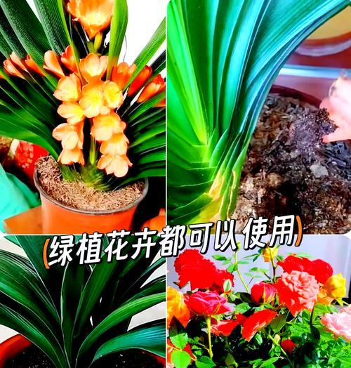 君子兰在木头上种植的正确方法是什么？