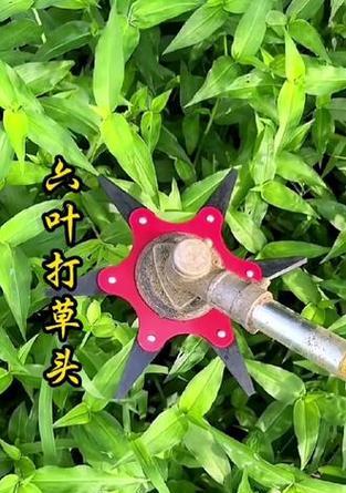 草头叶子和杆子发黄如何处理？