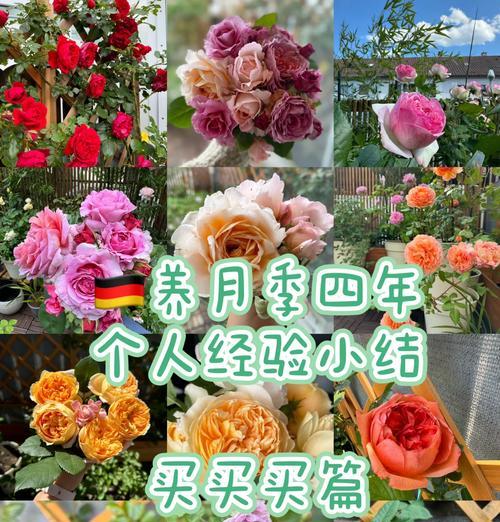 月季双色品种盆栽怎么养？如何保持其颜色鲜艳？