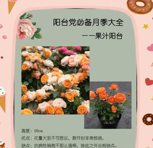 月季双色品种盆栽怎么养？如何保持其颜色鲜艳？