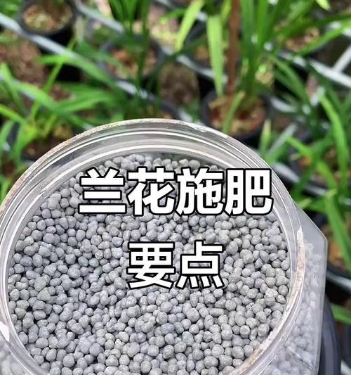 兰花冬季施肥技巧是什么？如何正确施肥？