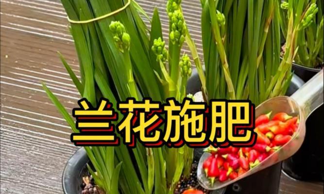 兰花冬季施肥技巧是什么？如何正确施肥？