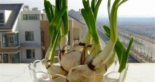 水培龙柳叶子发黄发蔫怎么补救？水培植物常见问题及解决方法？