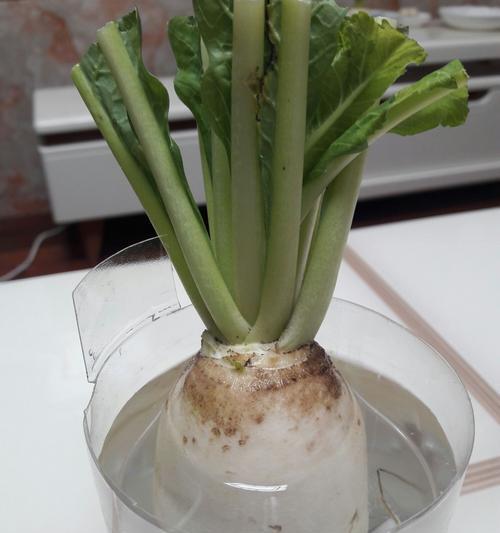 水培龙柳叶子发黄发蔫怎么补救？水培植物常见问题及解决方法？