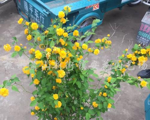 自制红花台草盆栽肥料的方法？